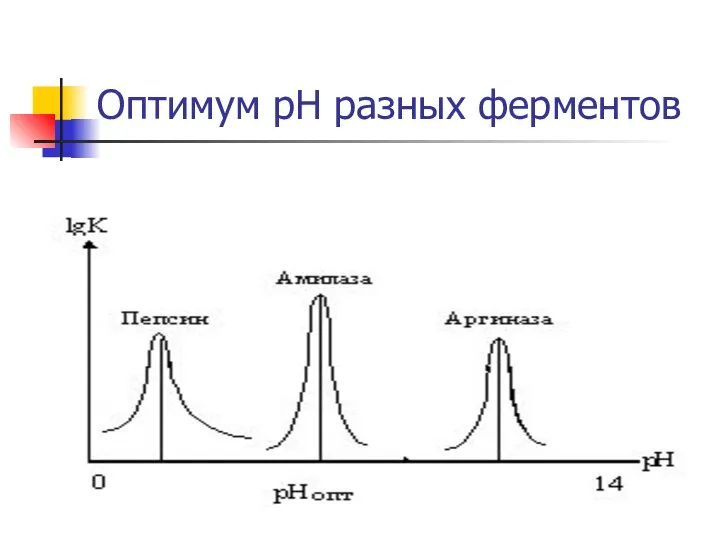 Оптимум рН разных ферментов