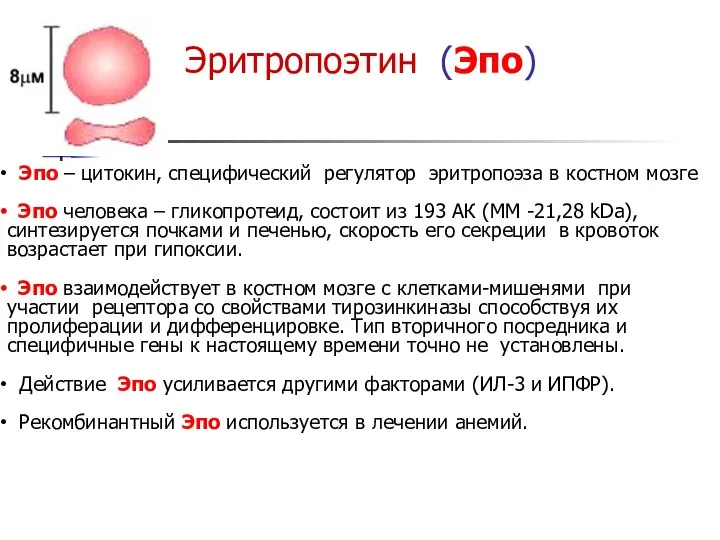 Эритропоэтин (Эпо) Эпо – цитокин, специфический регулятор эритропоэза в костном мозге