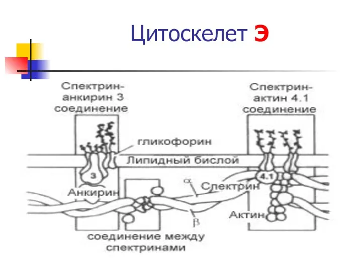 Цитоскелет Э