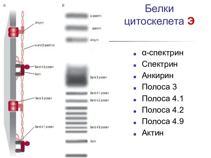 Белки цитоскелета Э α-спектрин Спектрин Анкирин Полоса 3 Полоса 4.1 Полоса 4.2 Полоса 4.9 Актин