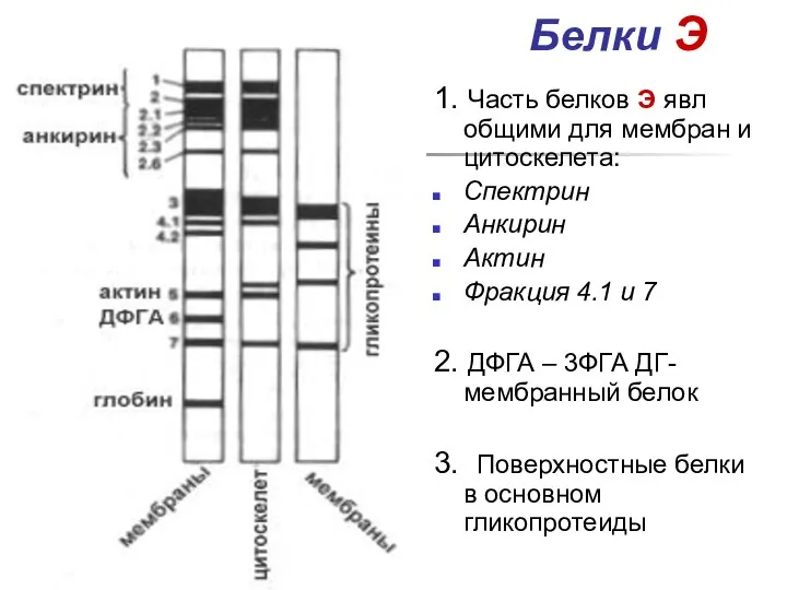 Белки Э 1. Часть белков Э явл общими для мембран и