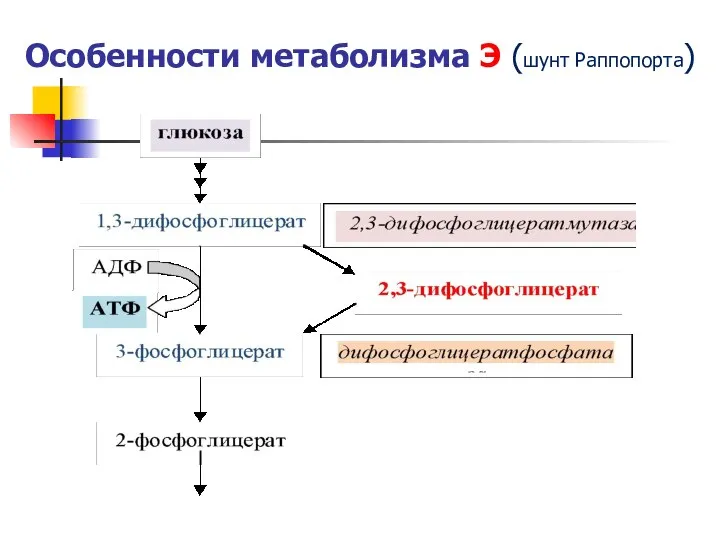 Особенности метаболизма Э (шунт Раппопорта)