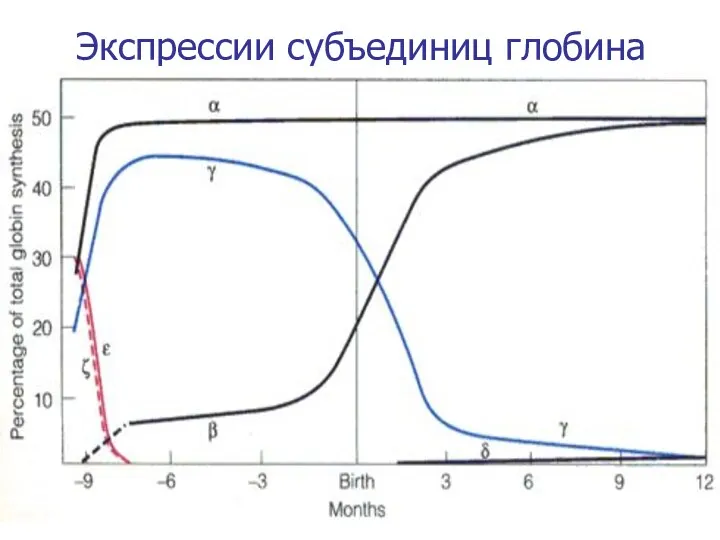 Экспрессии субъединиц глобина