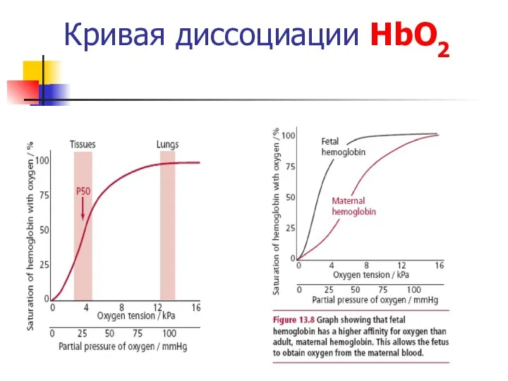 Кривая диссоциации HbО2