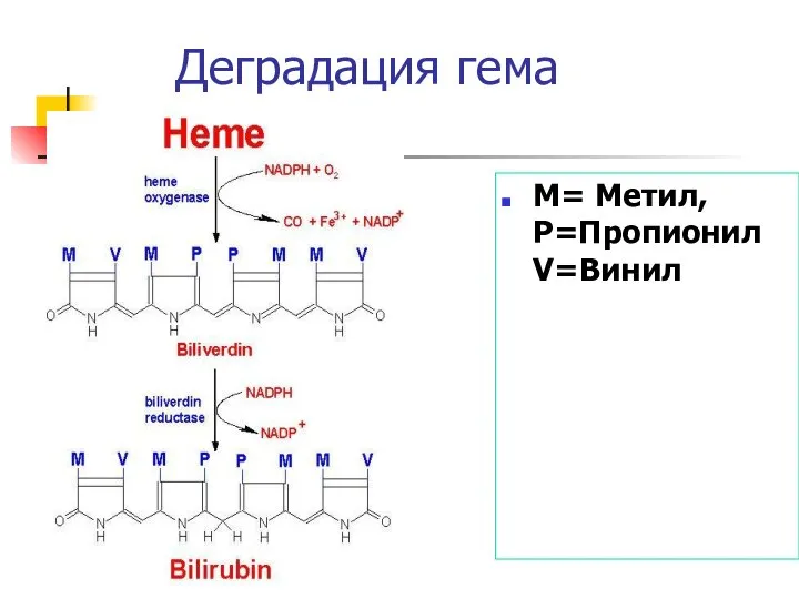 Деградация гема M= Метил, P=Пропионил V=Винил