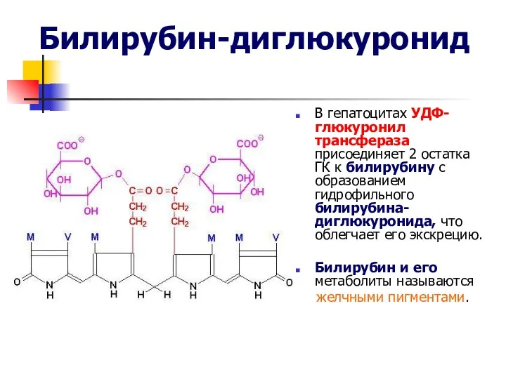 Билирубин-диглюкуронид В гепатоцитах УДФ-глюкуронил трансфераза присоединяет 2 остатка ГК к билирубину