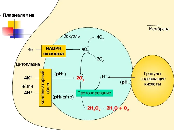 4O2 2O2 H+ 2H2O2 2H2O + O2 (pH↓) Цитоплазма 4e- Вакуоль