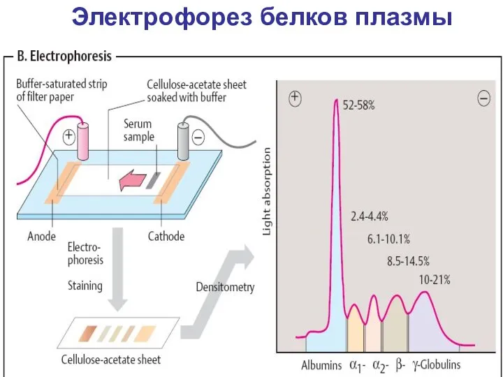 Электрофорез белков плазмы