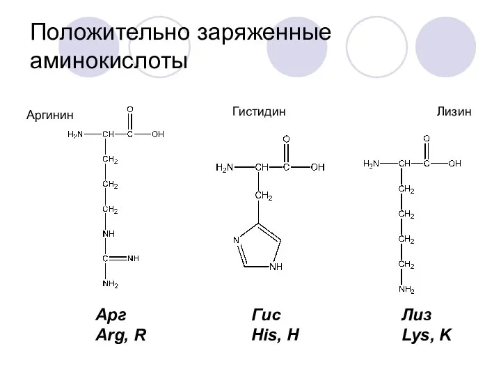 Положительно заряженные аминокислоты Аргинин Гистидин Лизин Арг Arg, R Гис His, H Лиз Lys, K