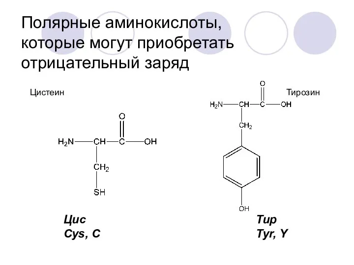 Полярные аминокислоты, которые могут приобретать отрицательный заряд Цистеин Тирозин Цис Cys, C Тир Tyr, Y