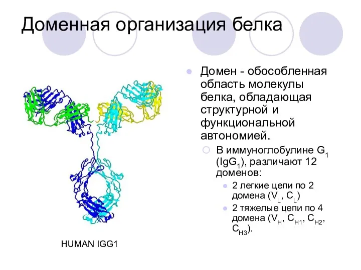 Доменная организация белка Домен - обособленная область молекулы белка, обладающая структурной