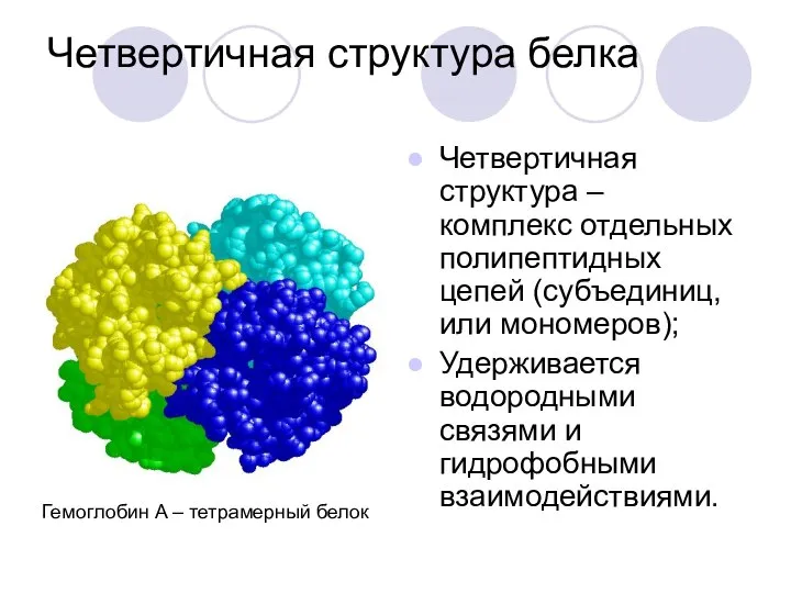 Четвертичная структура белка Четвертичная структура – комплекс отдельных полипептидных цепей (субъединиц,