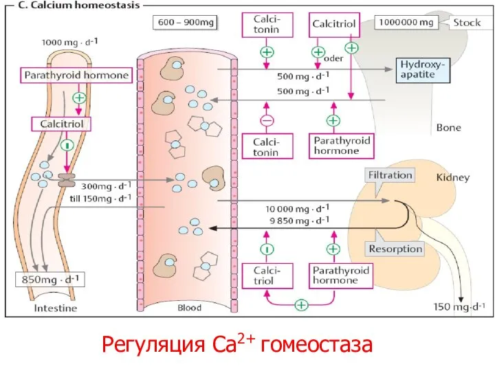 Регуляция Са2+ гомеостаза