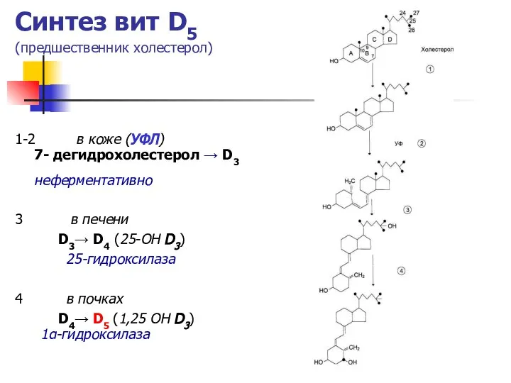 Синтез вит D5 (предшественник холестерол) 1-2 в коже (УФЛ) 7- дегидрохолестерол
