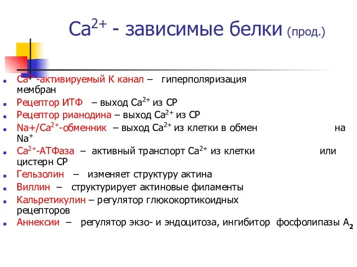 Са2+ - зависимые белки (прод.) Са2+-активируемый К канал – гиперполяризация мембран