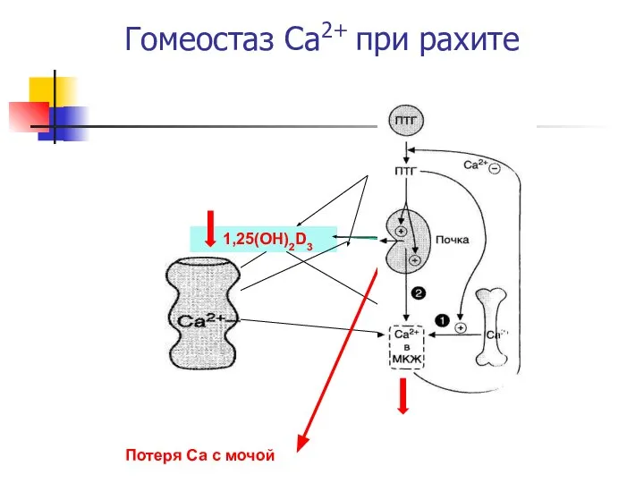 Гомеостаз Са2+ при рахите 1,25(OH)2D3 Потеря Са с мочой