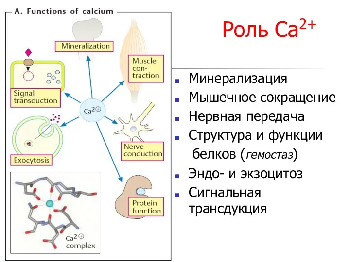 Роль Са2+ Минерализация Мышечное сокращение Нервная передача Структура и функции белков