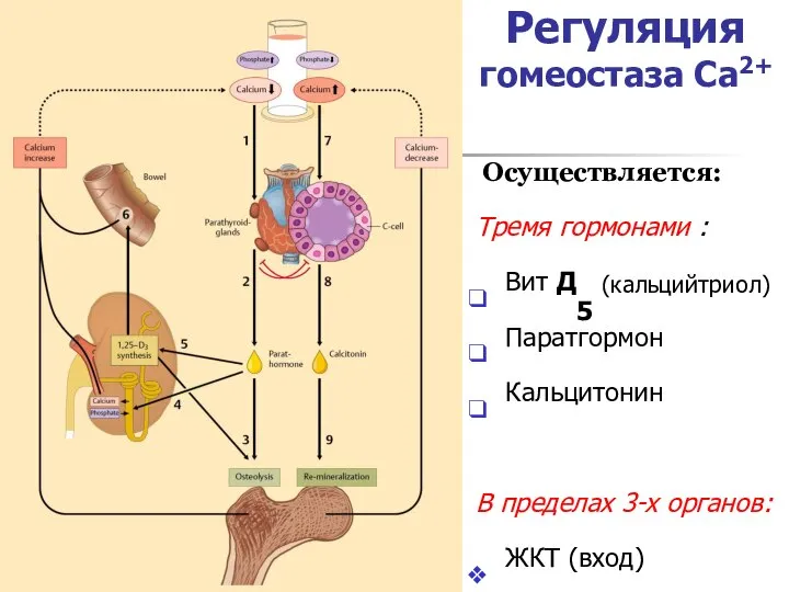 Регуляция гомеостаза Са2+ Осуществляется: Тремя гормонами : Вит Д5 (кальцийтриол) Паратгормон