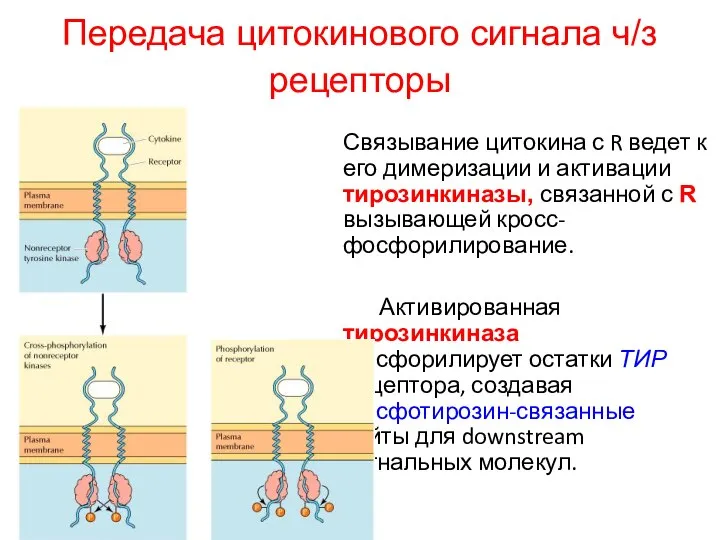 Передача цитокинового сигнала ч/з рецепторы Связывание цитокина с R ведет к