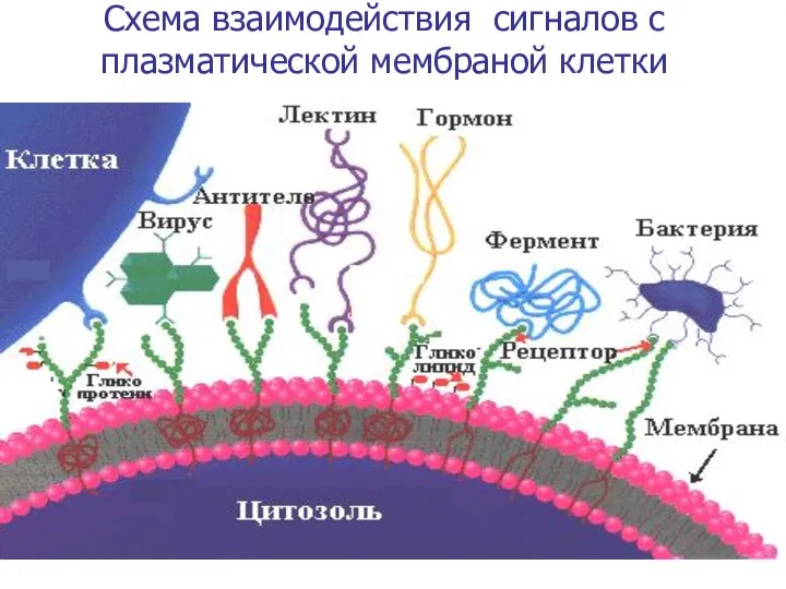 Схема взаимодействия сигналов с плазматической мембраной клетки