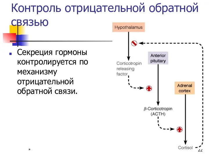 * Контроль отрицательной обратной связью Секреция гормоны контролируется по механизму отрицательной обратной связи.