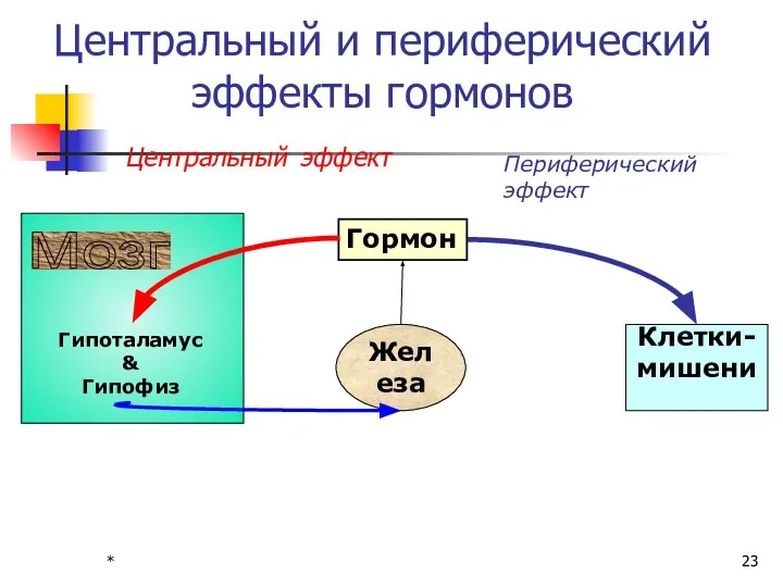 * Центральный и периферический эффекты гормонов Мозг Гипоталамус & Гипофиз Железа