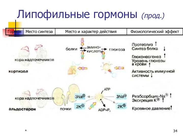 * Липофильные гормоны (прод.)