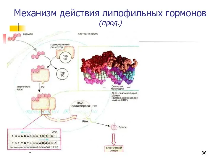 * Механизм действия липофильных гормонов (прод.)