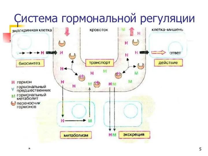 * Система гормональной регуляции