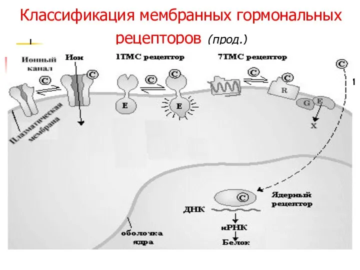 Классификация мембранных гормональных рецепторов (прод.) R первого типа – интегральные олигомерные