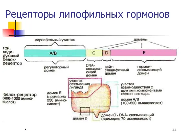 * Рецепторы липофильных гормонов