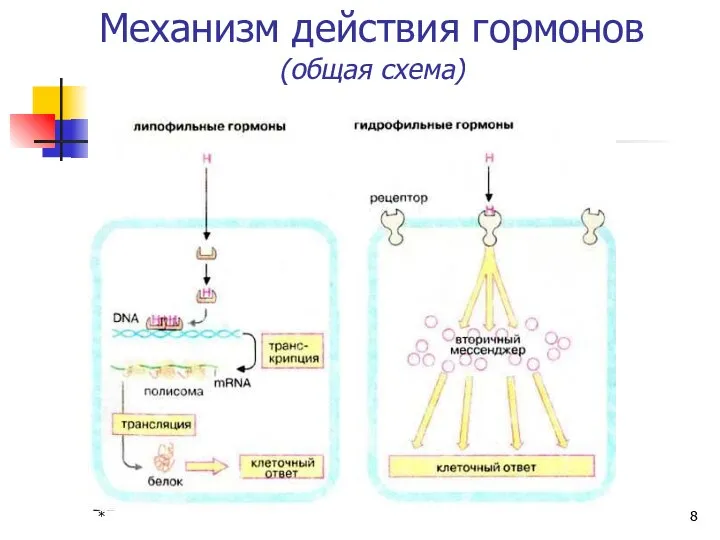 * Механизм действия гормонов (общая схема)