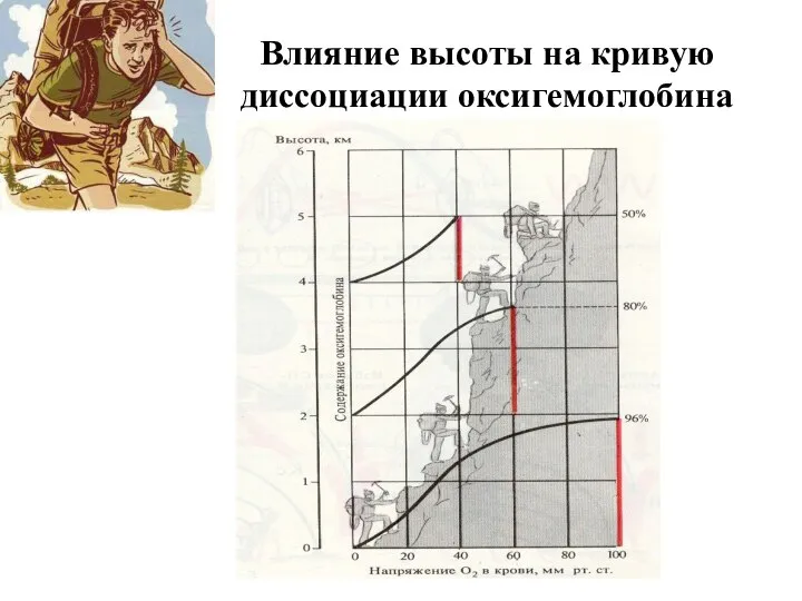 Влияние высоты на кривую диссоциации оксигемоглобина