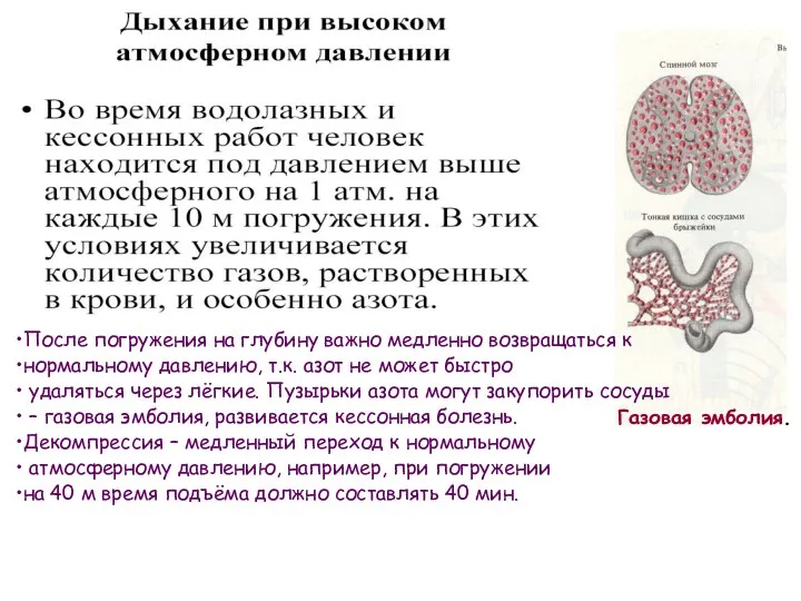 Газовая эмболия. После погружения на глубину важно медленно возвращаться к нормальному