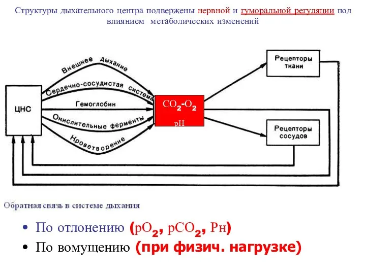 Структуры дыхательного центра подвержены нервной и гуморальной регуляции под влиянием метаболических