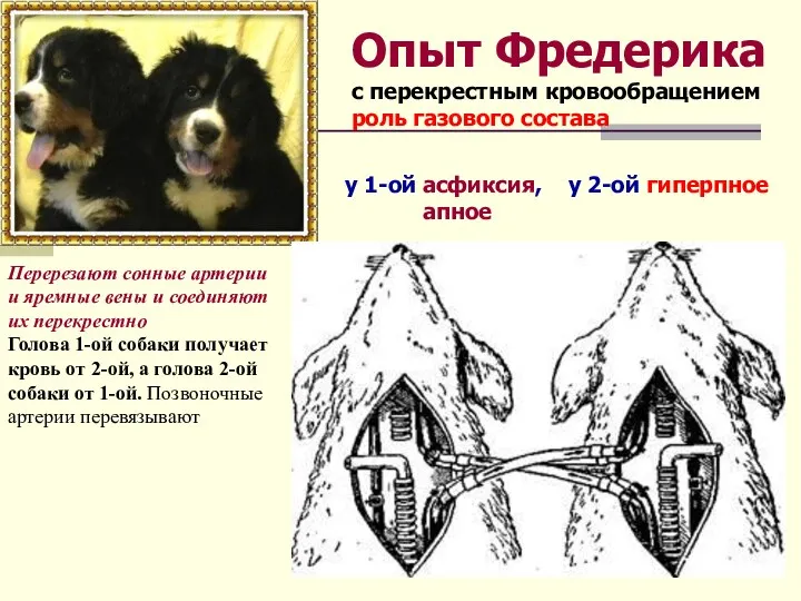 Опыт Фредерика с перекрестным кровообращением роль газового состава Перерезают сонные артерии