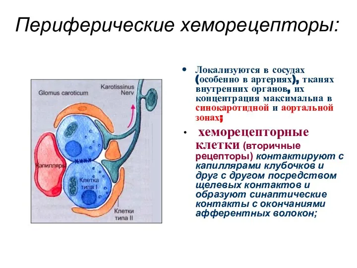 Периферические хеморецепторы: Локализуются в сосудах (особенно в артериях), тканях внутренних органов,