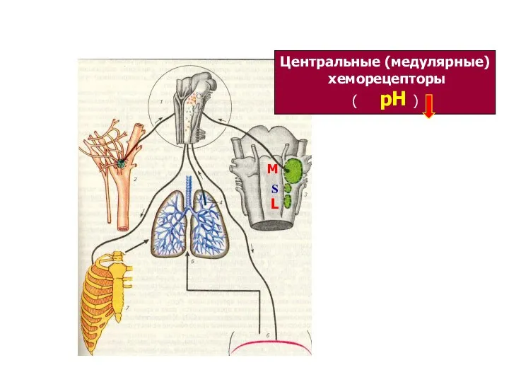 Звенья системы регуляции дыхания М S L Центральные (медулярные) хеморецепторы ( рН )