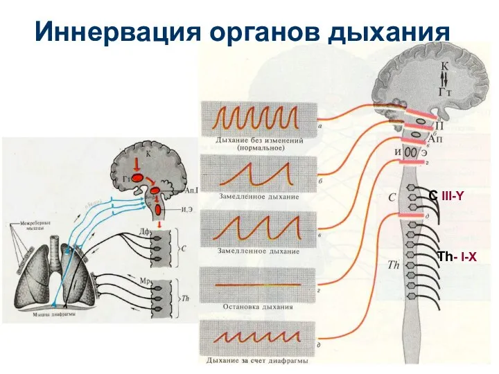 С III-Y Th- I-X Иннервация органов дыхания