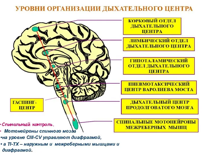 Происхождение дыхательного ритма Регуляция дыхания Спинальный контроль. Мотонейроны спинного мозга на