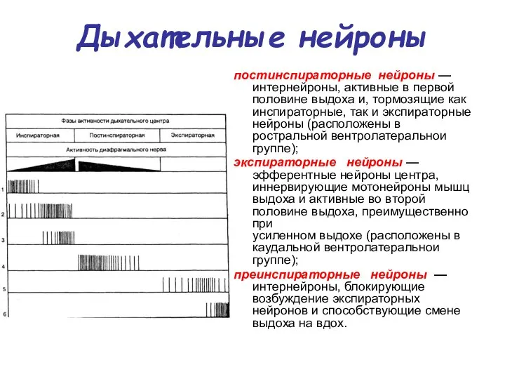 Дыхательные нейроны постинспираторные нейроны — интернейроны, активные в первой половине выдоха