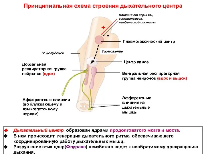 Принципиальная схема строения дыхательного центра Дыхательный центр образован ядрами продолговатого мозга