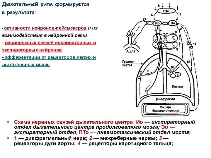 Схема нервных связей дыхательного центра: Ио — инспираторный отдел дыхательного центра