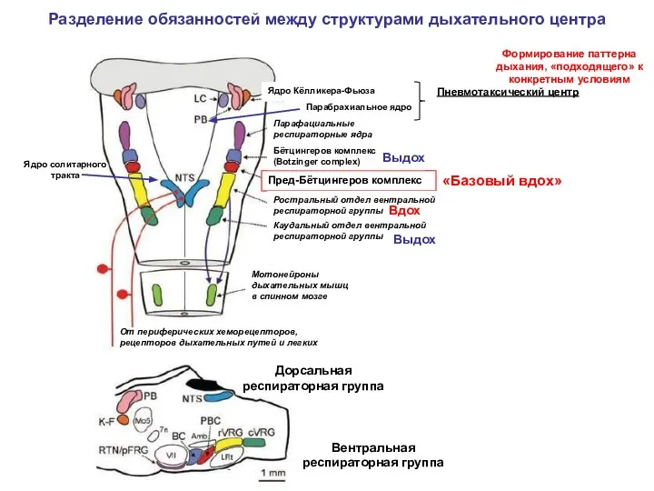 Разделение обязанностей между структурами дыхательного центра