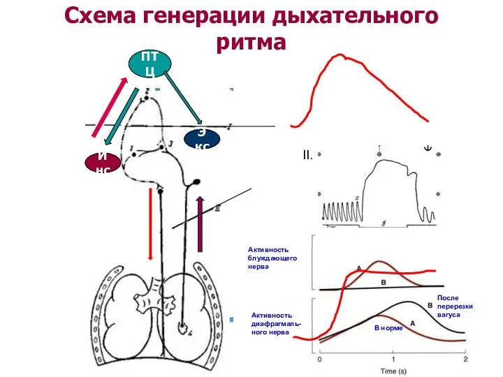 Схема генерации дыхательного ритма ПТЦ Инс Экс II.