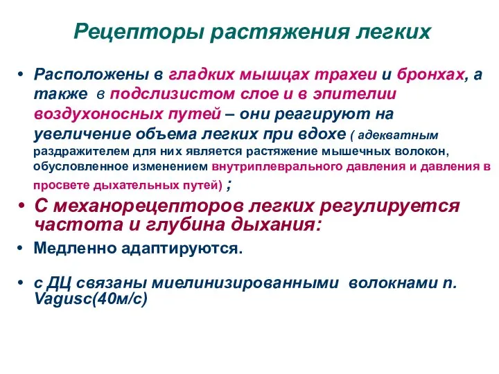 Рецепторы растяжения легких Расположены в гладких мышцах трахеи и бронхах, а