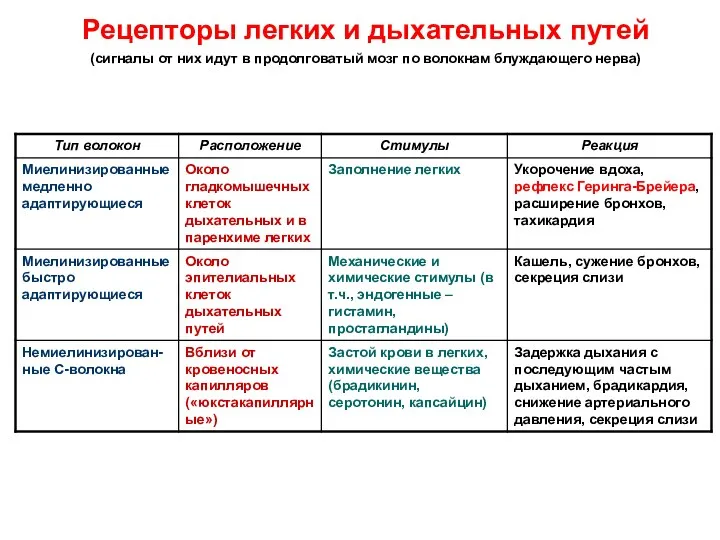 Рецепторы легких и дыхательных путей (сигналы от них идут в продолговатый мозг по волокнам блуждающего нерва)