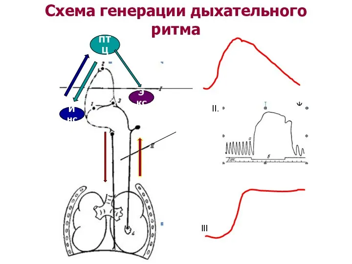 Схема генерации дыхательного ритма ПТЦ Инс Экс II. III