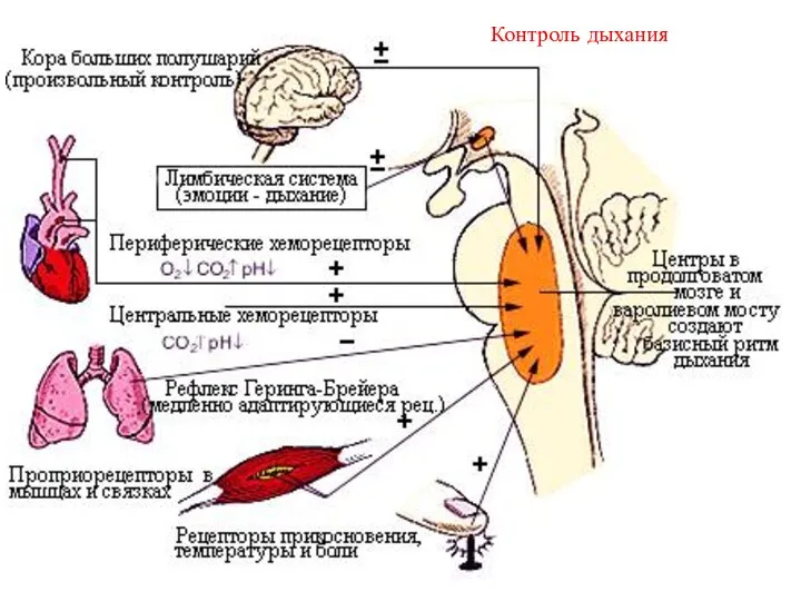 Контроль дыхания