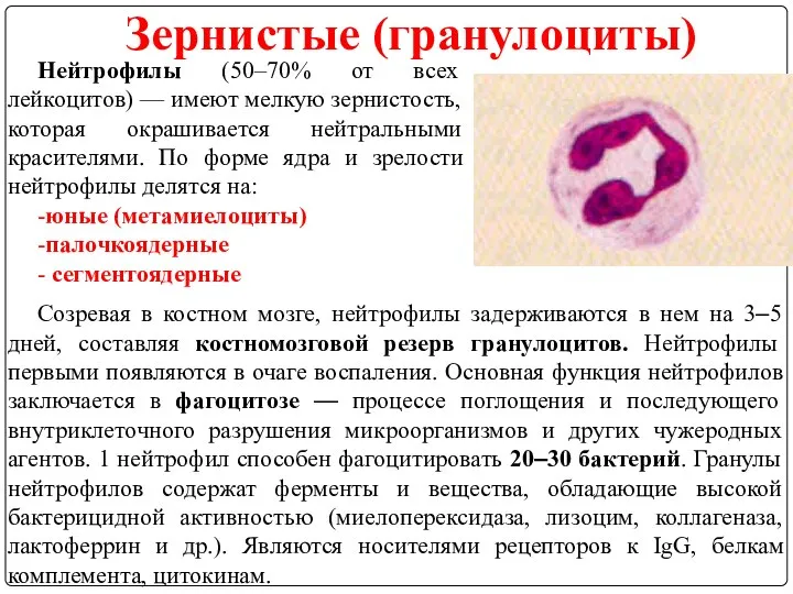 Зернистые (гранулоциты) Нейтрофилы (50–70% от всех лейкоцитов) — имеют мелкую зернистость,